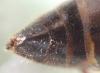 Eumenes sp.